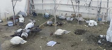 Həm kəsilməli həm də damazlıq original təmiz cins lal ördəklər lalafo.az -da Həm kəsilməli həm də damazlıq original təmiz cins lal ördəklər