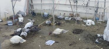 mandarinka ördəyi: Həm kəsilməli həm də damazlıq original təmiz cins lal ördəklər — 6