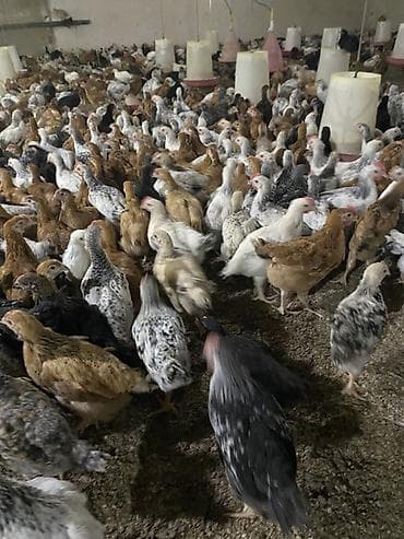 cüce yemi: Təsərrüfat üçün qarışıq yerli cins cücələr - Məhsul: Ətlik/yumurtalıq — 2