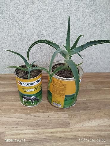 алоэ гулу: Əzvay bitkisi. (Aloe). Böyük qabda olan 2 manat. Balaça qabda olan 1 — 1