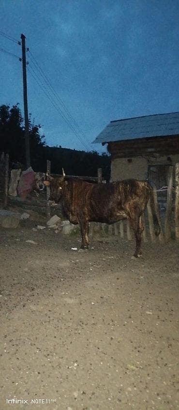 Qara-zolaqlı rəngdə, buynuzlu erkək mal-qara (öküz). Orta-böyük bədən — 2