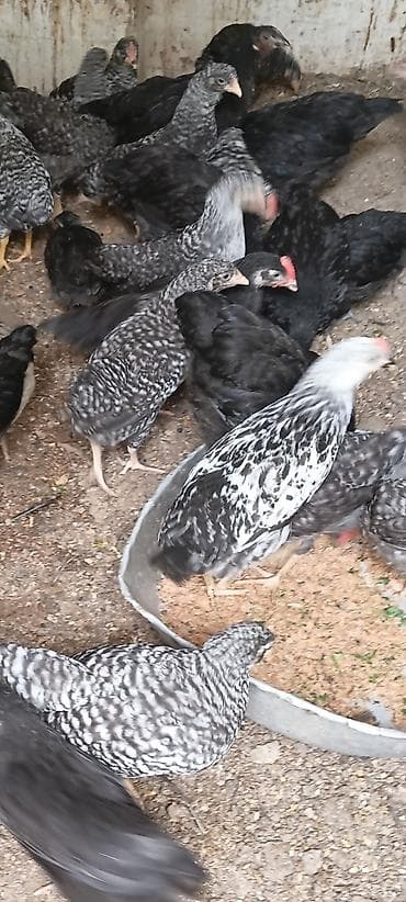 Digər quşlar: Xarkov və astrolop toyuqları satılır. vaksin olunublar 2 aylıqdılar — 3