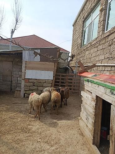 qoyun boğaz: Erkəy quzular — 3