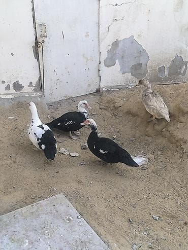 Quşlar: Muscovy ördəkləri (indo-ördəklər) – müxtəlif rənglərdə Təsvir: - — 3