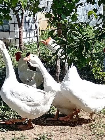 Qazlar: 2 erkək 4 dişi 5 bala təmiz linda qazı — 2