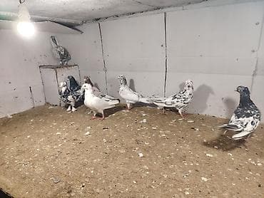 tilov baliq: 8 dene ebreşdi — 4