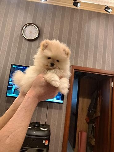 it adlari erkek: Şpitz — 4