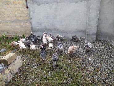 hinduska qiymeti: Tecılı satılır, 24 ədəd qiyməti razılaşma yolu ilə — 4