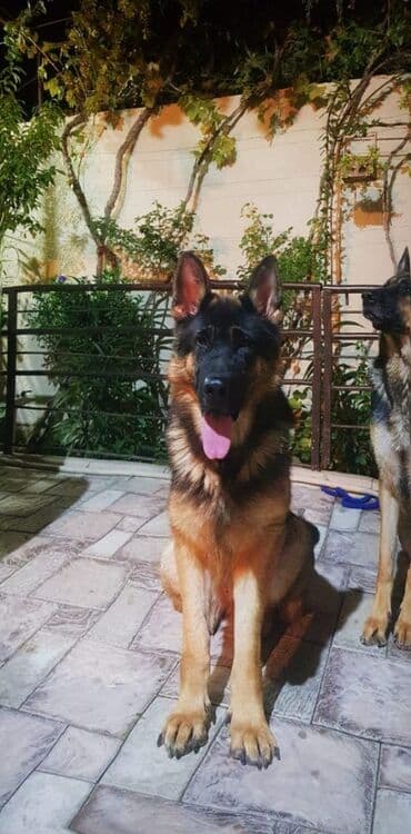 Alman çoban iti, 2 il, Dişi, Ödənişli çatdırılma