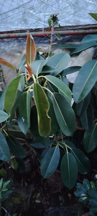 Çöl bitkiləri: Fikus Elastica (Rezina ağacı) – dekorativ həmişəyaşıl bitki - Parlaq — 2