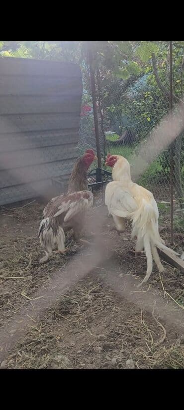 Turk qani heyrati ailevi 1 xoruz 8 yumurtlayan toyuq hamisi 1 yaw ve — 1