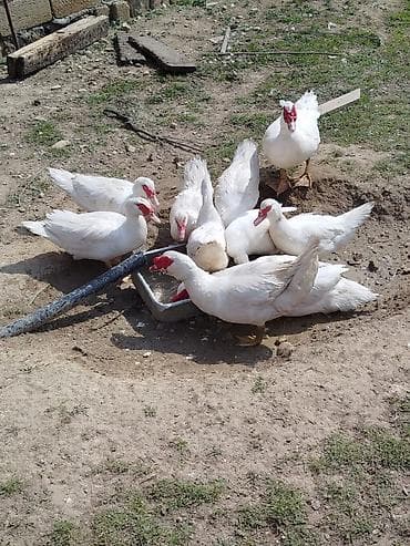 rengli quslar: Ağ rəngli muskovi ördəkləri (indo-ördəklər) – təsərrüfat üçün — 4