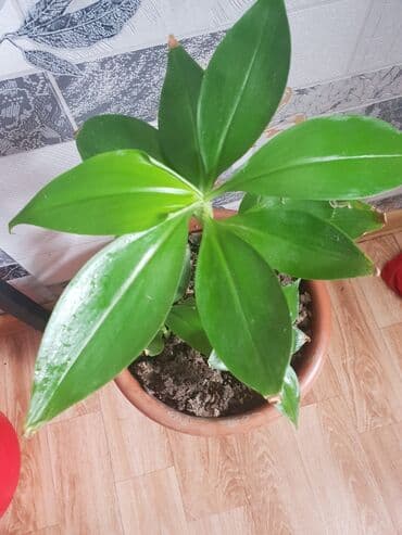 arpa toxumu satışı: Otaq gulu — 1