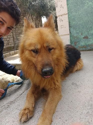 it şekileri: Alman çoban iti, 6 ay, Erkek, Ödənişli çatdırılma — 2