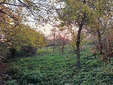şamaxı gunluk ev: 13 sot, Tikinti, Mülkiyyətçi, Kupça (Çıxarış) — 2