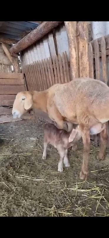 Saxlama üçün ana qoyun balası ilə birlikdə - Növ: Ev qoyunu (ana lalafo.az -da Saxlama üçün ana qoyun balası ilə birlikdə - Növ: Ev qoyunu (ana