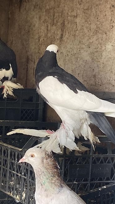 deve quşu: Cüt dekorativ göyərçinlər – paça (ayaqları tüklü) növləri — 2