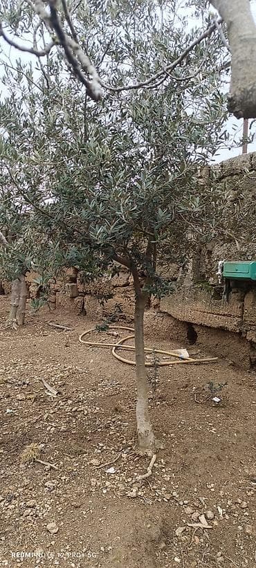 lipa agaci: Zeytun ağacları - Seçim: müxtəlif ölçü və yaşlarda zeytun ağacları - — 3