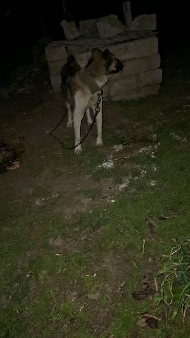 Птицы: 1yaş 3aylıq temiz teserfat itidi — 4