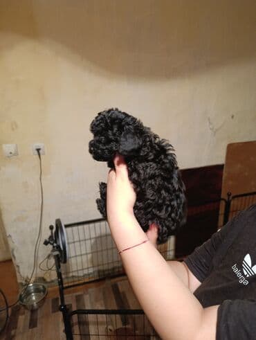 сколько стоит миниатюрный пудель: Пудель — 7