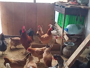 Собаки: Курица, Для яиц — 4