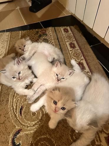 pişik adı: Şirin balaca pişiklər - Cinsə bənzər xüsusiyyətlər: uzun və ipək kimi — 1