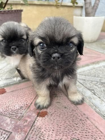 həyət itləri: Pekines — 6