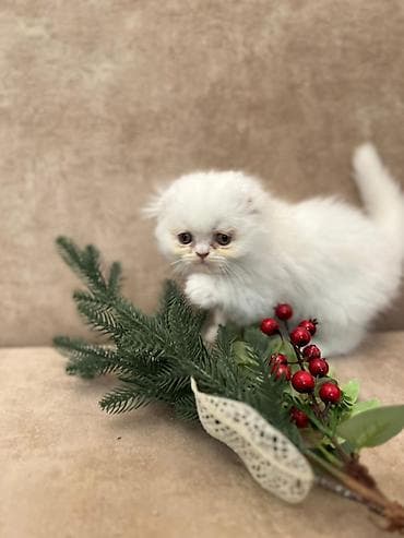 ağ pişik cinsləri: Ağ tüklü balaca pişik balaları - Rəng: tam ağ və açıq gümüşü-ağ — 10