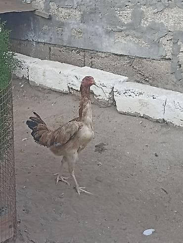 kend cuceleri: Salam gördüyüvuz heyratı fere satılır. Tam sağlam heyvandi — 1