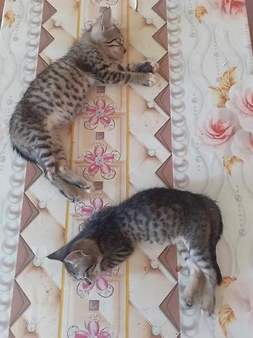 ucuz itlerin satisi: Lənkəranda etibarlı əllərə bala pişiklər🐈🐈🐈sahibləndirilir.İki — 1
