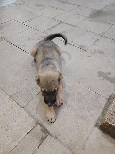 50 günlük kangal balası. Ozum yeni almısam sadece işimlə baqlı — 5