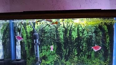 akvar: Salam glofish və guppiler satılır qiymət 1 AZN guppilərin artımda — 3