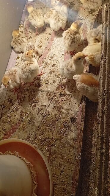 Qırmızı kanada Hinduşka balalarının satışı başlayıb hər həftə olacaq