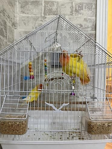 Məhsul: Qəfəsdə cüt papuqay (lovebird) və tam aksesuar dəsti Təsvir