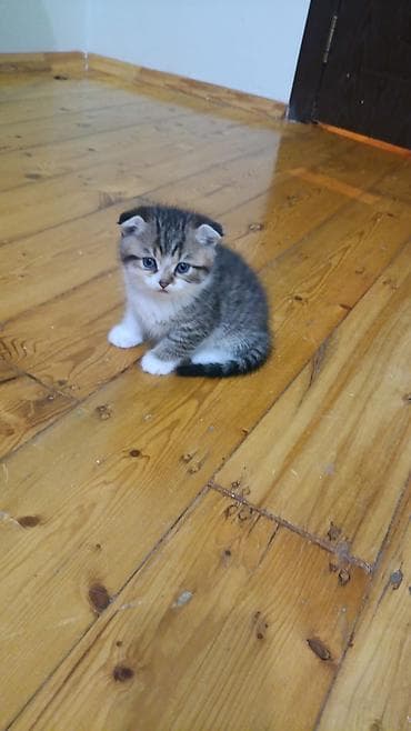 pişik qara: Erkək, Dişi, Yaxşı əllərə, Ünvandan götürmə, Pulsuz çatdırılma, Ödənişli çatdırılma — 1