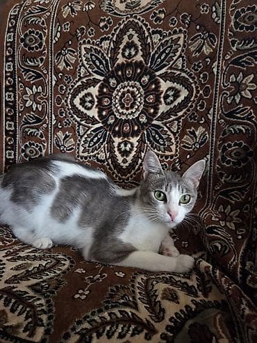 ağ xaski: Yaxşı əllərə — 3