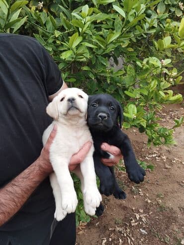 лабрадор: Labrador-retriver, 2 ay, Dişi, Peyvəndli, Ünvandan götürmə — 6