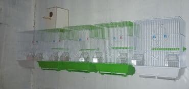 İtlər: Mağaza bağlandıqı üçün maya dəyərindəndə aşağı qiymətə satılır. 7 — 1