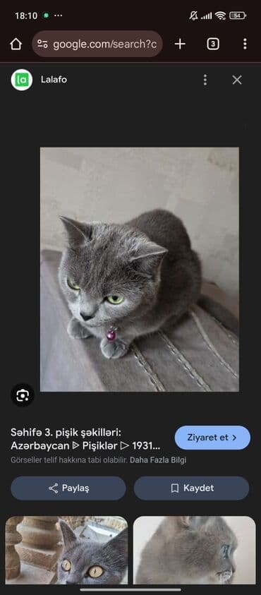 британская голубая кошка: Русская голубая — 2