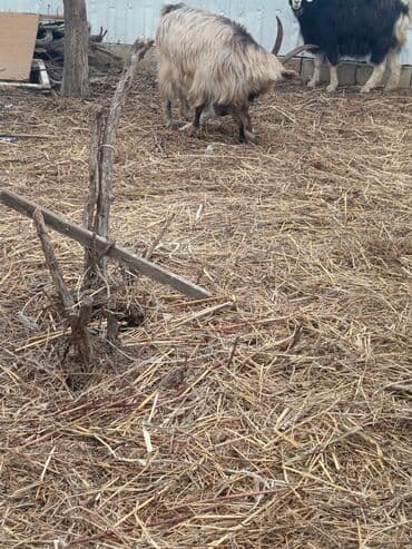 balasına süd verməyən qoyun nə adlanır: Mal-qara: Keçilər sürüsü Təsvir: - Şəkildə müxtəlif rəngli (ağ, qara — 4
