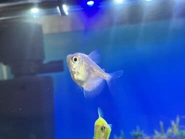 akvarium bitkileri: Balıqlarla birlikdə, 1 l, Ödənişli çatdırılma — 4