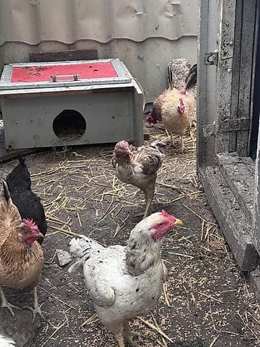 Куры: Salam Gördüyünüz ağ heyratı fere satıram yerli toyuqla barterde — 1