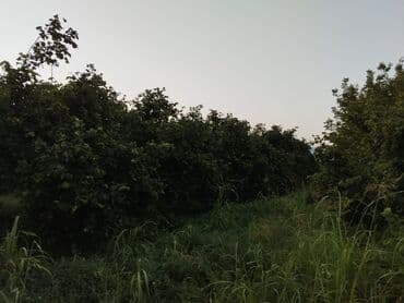 nəsimi rayon: 2000 sot, Kənd təsərrüfatı, Mülkiyyətçi, Kupça (Çıxarış) — 4