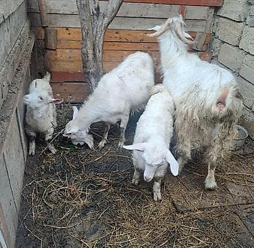 saanen kecileri: Sanen keçiləri 1dişi 1 erkək 2 bala (biri dişi biri erkək bala) dişi — 2