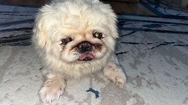 barter it: Pekines — 6