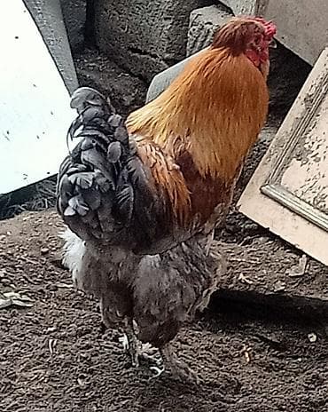 heyreti xoruz: Xoruz, Brama, il: 1, Ünvandan götürmə — 3