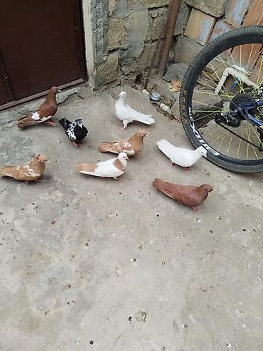 Satılır 8 quş gəncə 60 manata — 2