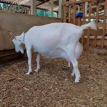 qoyun şəkli: Süd keçisi – yüksək südverməli, ağ rəngli, saqqallı dişi — 4