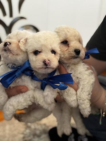 cins toyuqlarin satisi: Pudel, 2 ay, Erkek, Ödənişli çatdırılma — 1