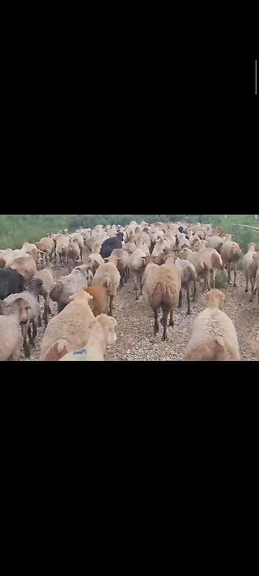 qoyun satilir: Dişi, il: 1, 60 kq, Damazlıq, Ünvandan götürmə — 2